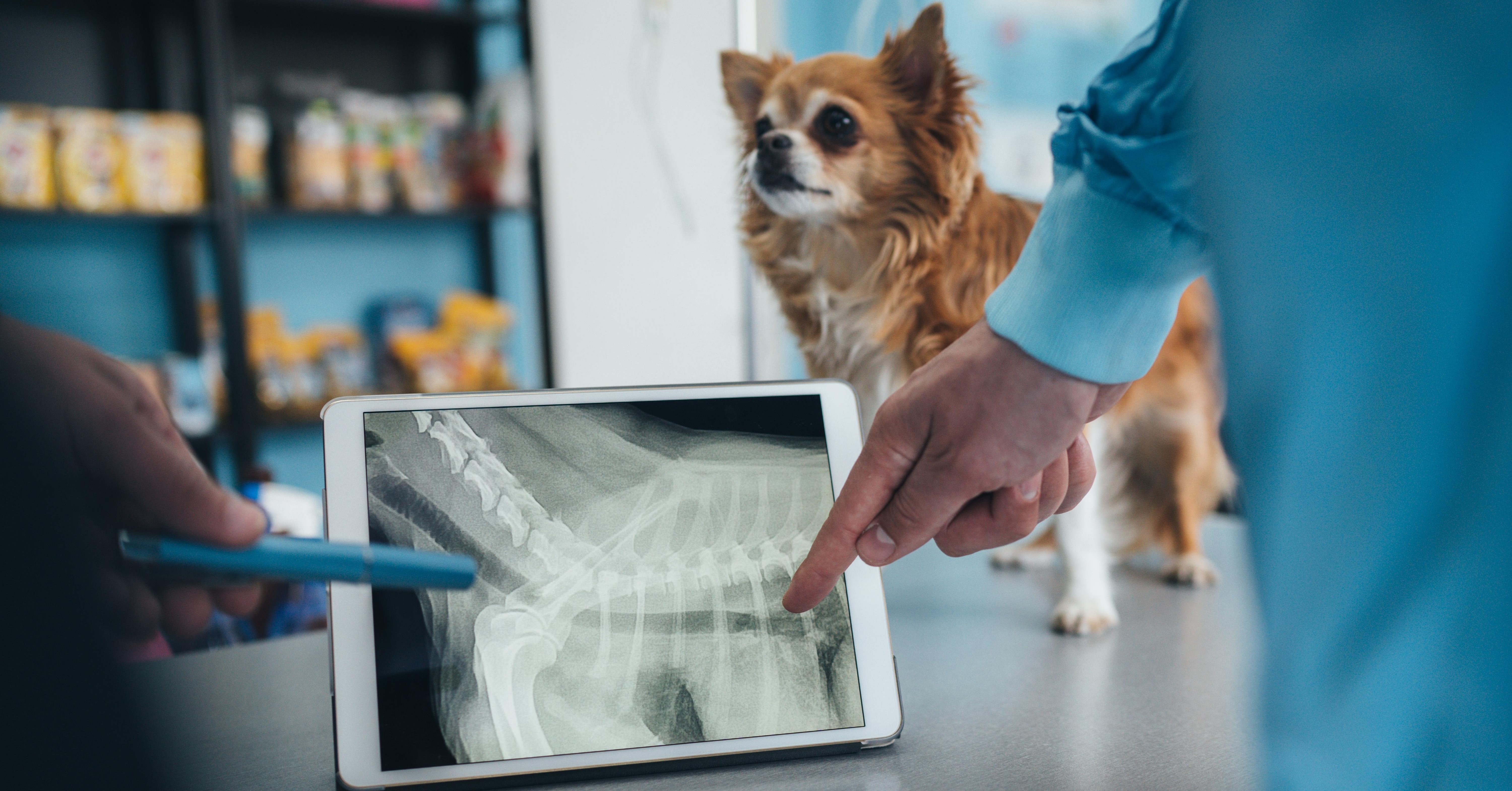 Can You Insure a Pet With a Pre-Existing Condition?